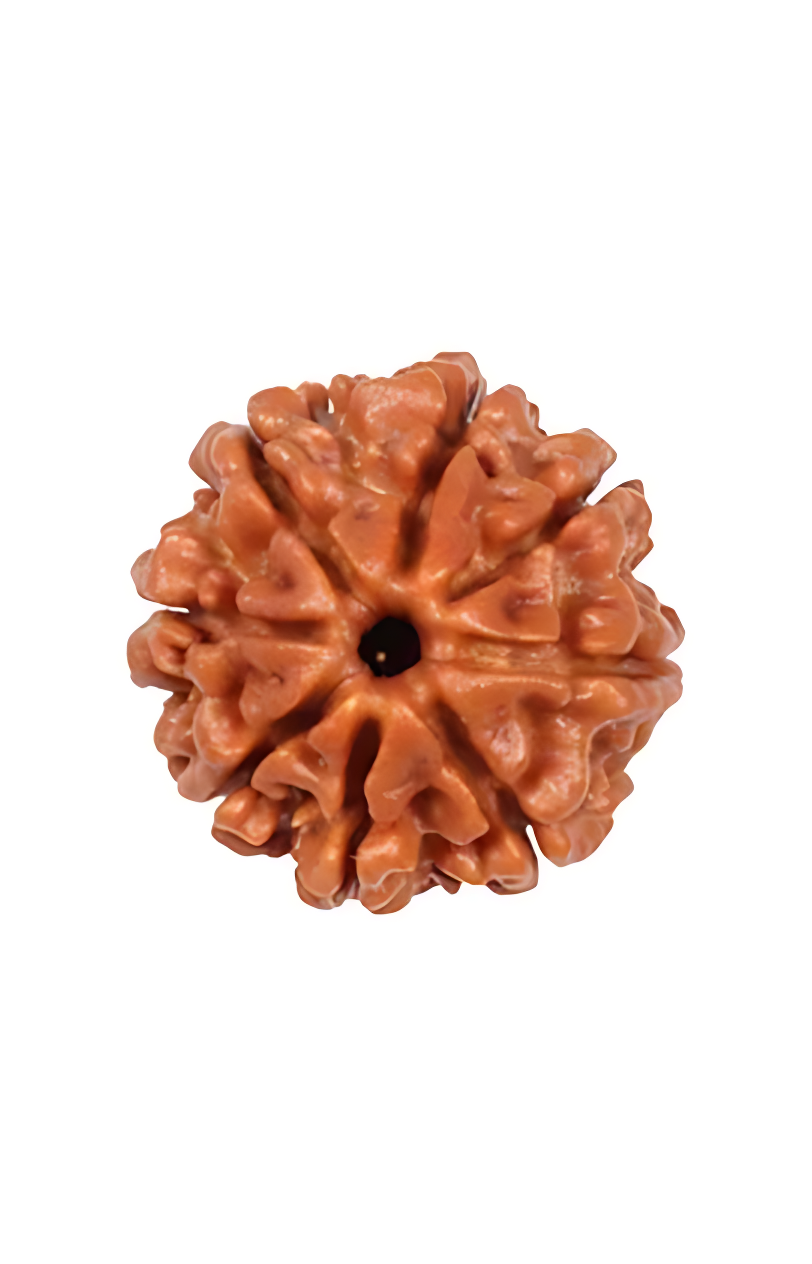 8 Mukhi Nepal Rudraksha Small