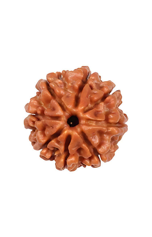 8 Mukhi Nepal Rudraksha Small