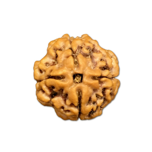 4 Mukhi Nepal Rudraksha Large
