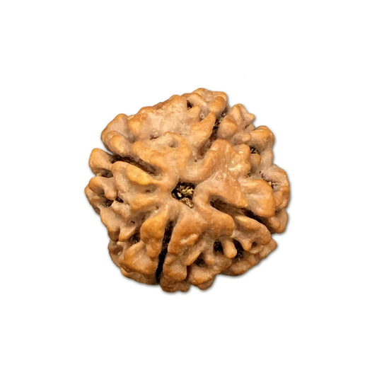 4 Mukhi Rudraksha Nepal Complete 4 Seeds with Xray & Certificate