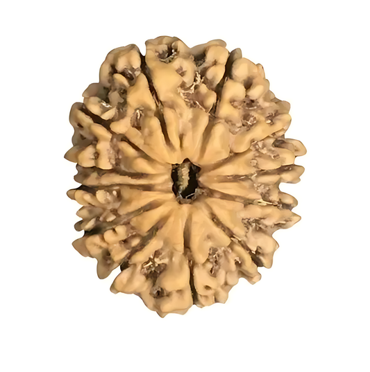 12 Mukhi Nepal Rudraksha Collector