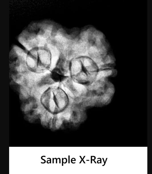 3 Mukhi Rudraksha Nepal Complete 3 Seeds with Xray & Certificate