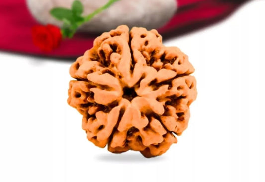 5 Mukhi Rudraksha Nepal Complete 5 Seeds with Xray & Certificate