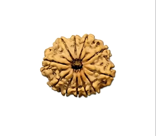 11 Mukhi Nepal Rudraksha Large