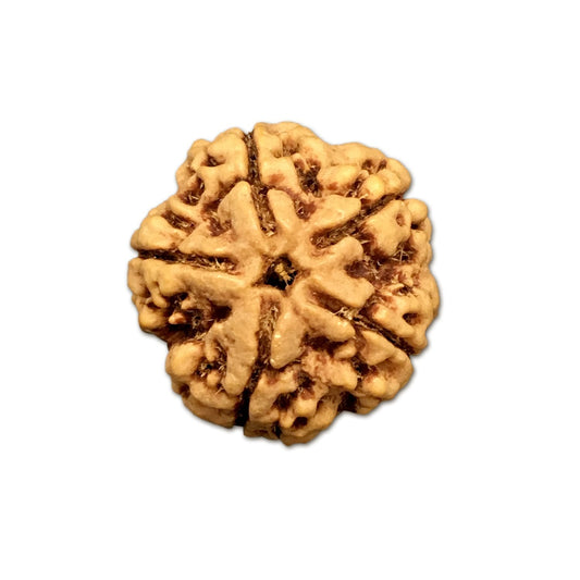 5 Mukhi Nepal Rudraksha Large