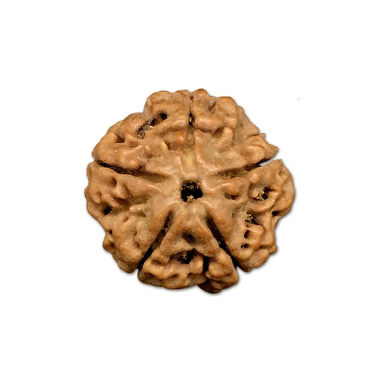 5 Mukhi Nepal Rudraksha Medium