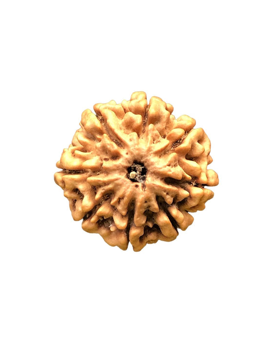 8 Mukhi Nepal Rudraksha Complete 8 Seeds 23.86mm 4.58 Grams Exact Bead