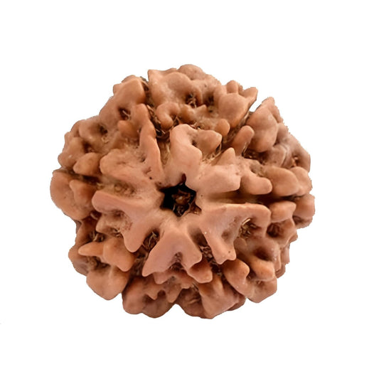 6 Mukhi Rudraksha Nepal Complete 6 Seeds with Xray & Certificate