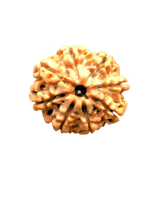 8 Mukhi Nepal Rudraksha Complete 8 Seeds 25.30mm 4.62 Grams Exact Bead