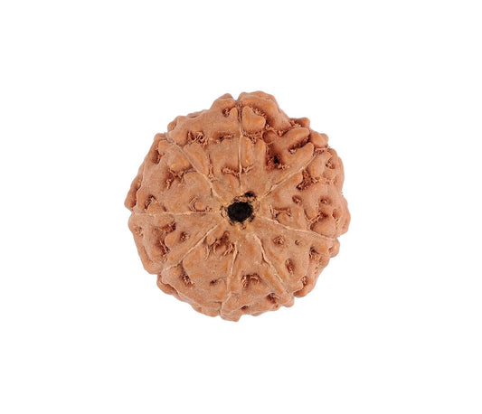 8 Mukhi Indonesian Rudraksha Large