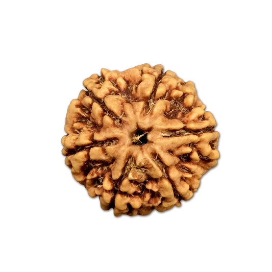 6 Mukhi Nepal Rudraksha Large