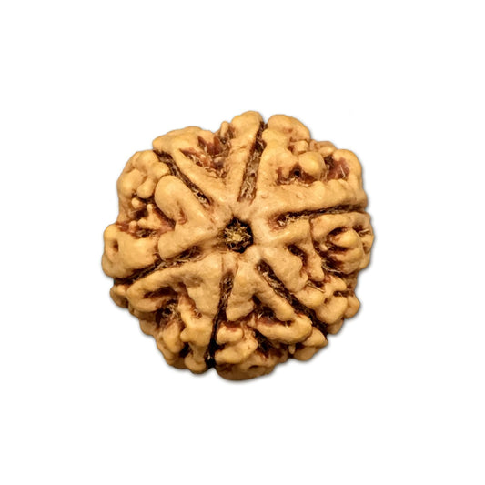 6 Mukhi Nepal Rudraksha Medium