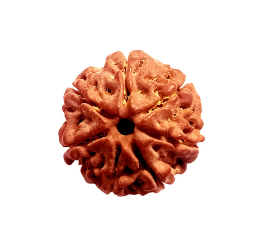 7 Mukhi Nepal Rudraksha Small