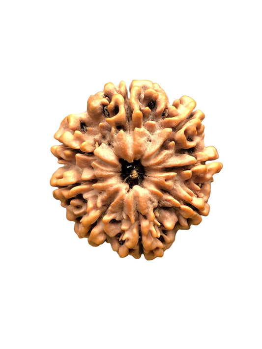 8 Mukhi Nepal Rudraksha Complete 8 Seeds 28.14mm 6.24 Grams Exact Bead