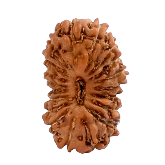 19 Mukhi Indonesian Rudraksha Medium