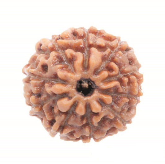 10 Mukhi Indonesian Rudraksha Large
