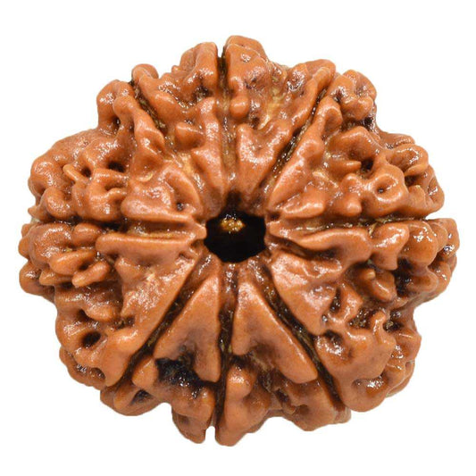 8 Mukhi Nepal Rudraksha Collector
