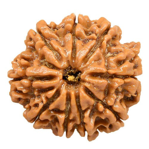 9 Mukhi Nepal Rudraksha Large
