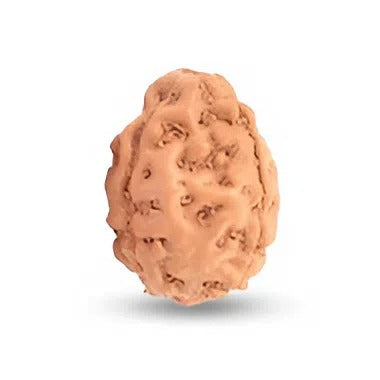 3 Mukhi Indonesian Rudraksha Large