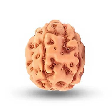 4 Mukhi Indonesian Rudraksha Large