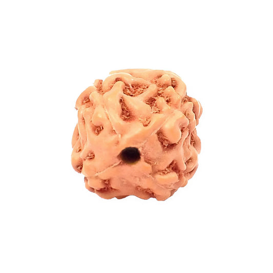 4 Mukhi Indonesian Rudraksha Small