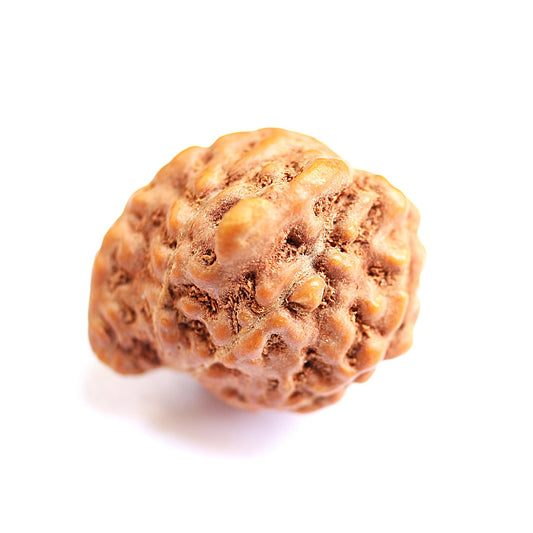 Ganesh Rudraksha Indonesian Large