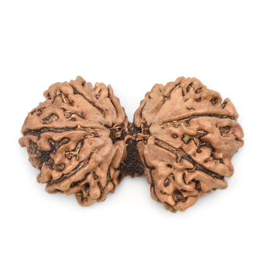 Nepal Gauri-Shankar Rudraksha Collector