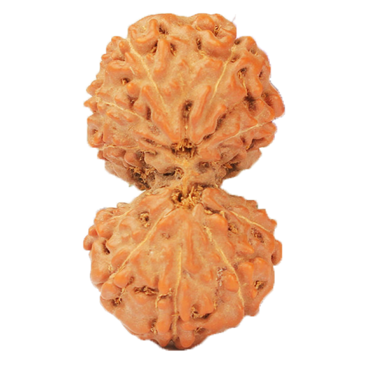 Indonesian Gauri-Shankar Rudraksha Large