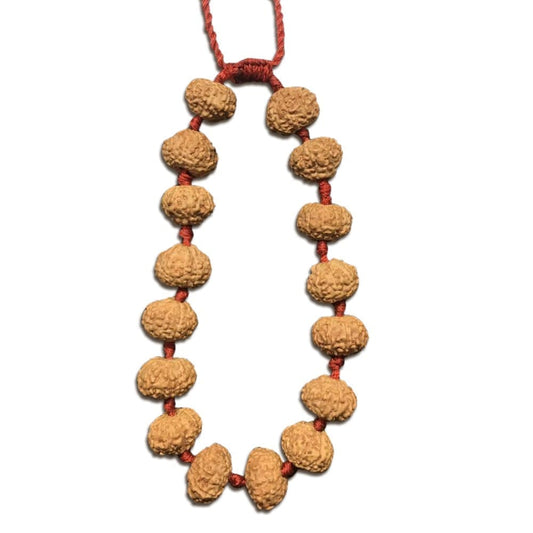 10 Mukhi Indonesian Rudraksha Bracelet In Adjustable Thread
