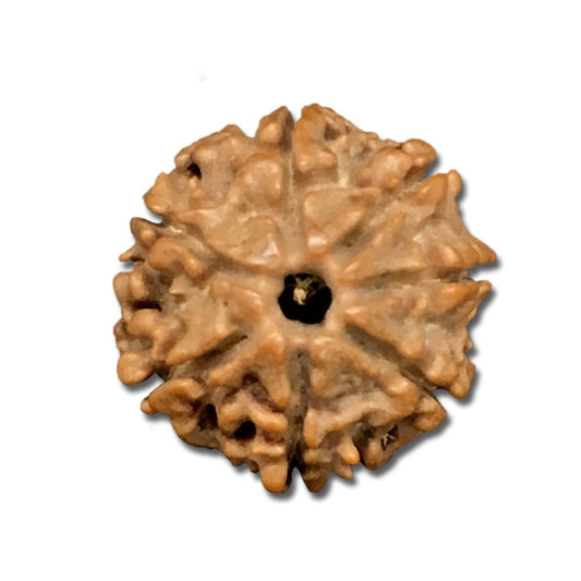 7 Mukhi Nepal Rudraksha Tiny