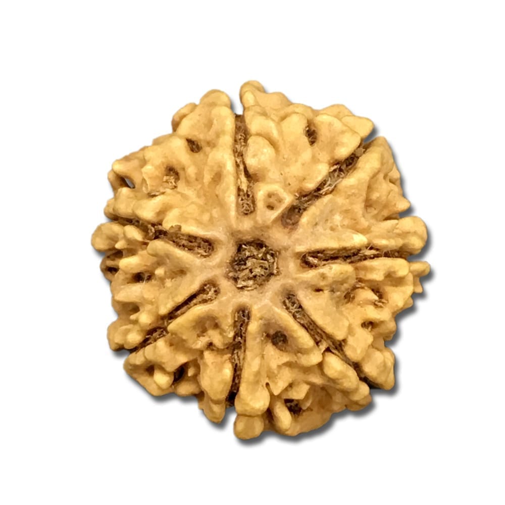 7 Mukhi Nepal Rudraksha Large