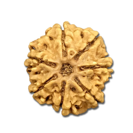 7 Mukhi Nepal Rudraksha Large