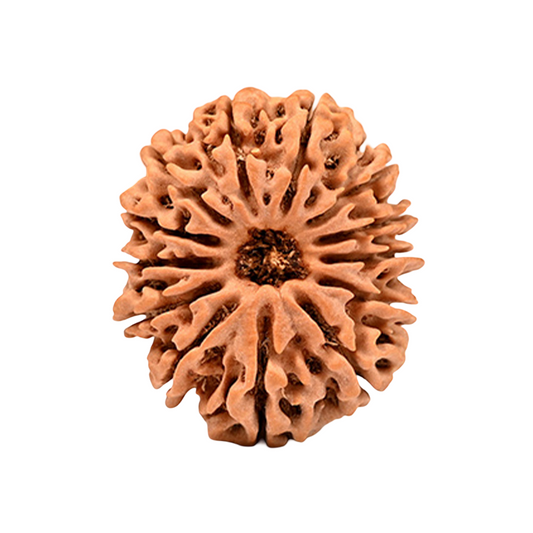 13 Mukhi Nepal Rudraksha Collector