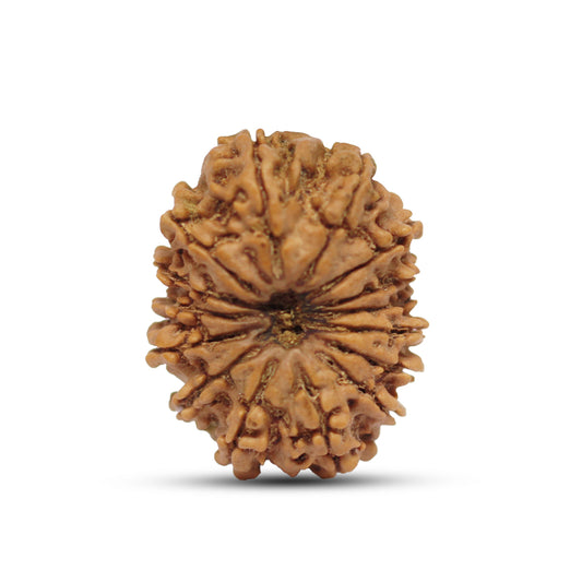 15 Mukhi Nepal Rudraksha Large