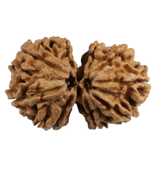 Nepal Gauri-Shankar Rudraksha Medium