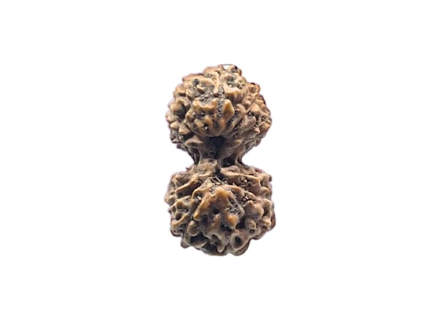 Indonesian Gauri-Shankar Rudraksha Small