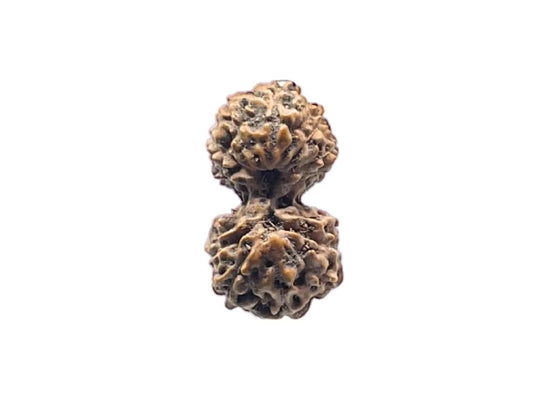Indonesian Gauri-Shankar Rudraksha Small