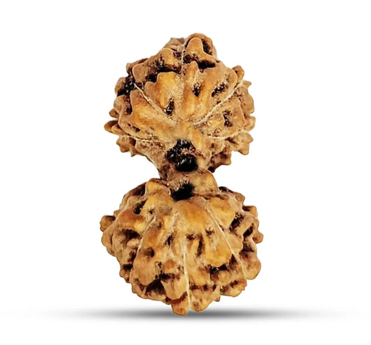 Indonesian Gauri-Shankar Rudraksha Medium