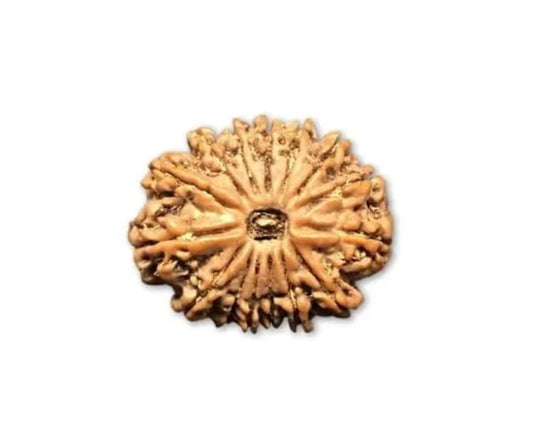 15 Mukhi Nepal Rudraksha Small