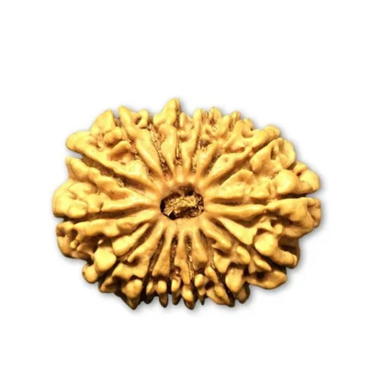 15 Mukhi Nepal Rudraksha Collector