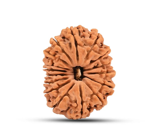 16 Mukhi Nepal Rudraksha Large