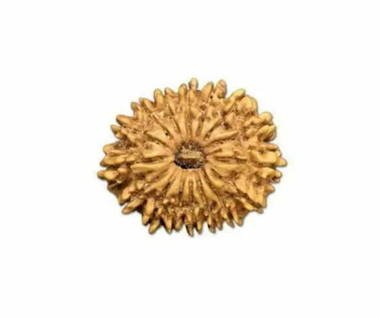 16 Mukhi Nepal Rudraksha Small