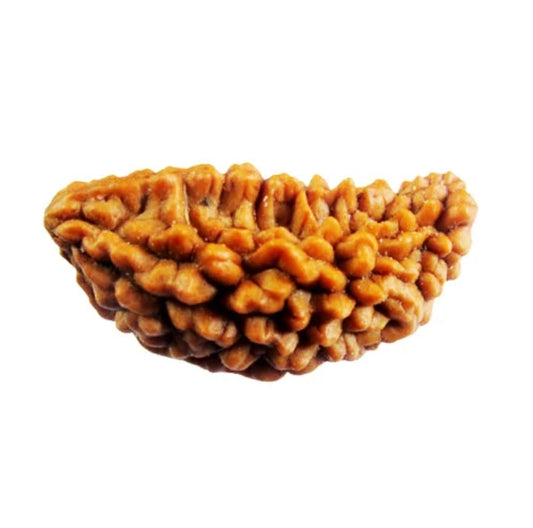 1 Mukhi Indian Rudraksha Large