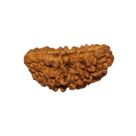 1 Mukhi Indian Rudraksha Medium