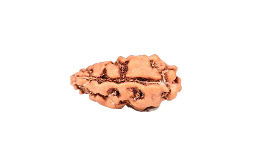 1 Mukhi Indonesian Rudraksha Small