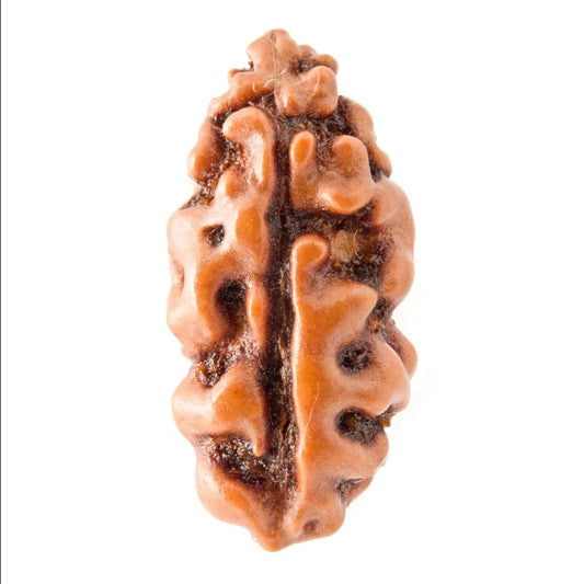 1 Mukhi Indonesian Rudraksha Medium