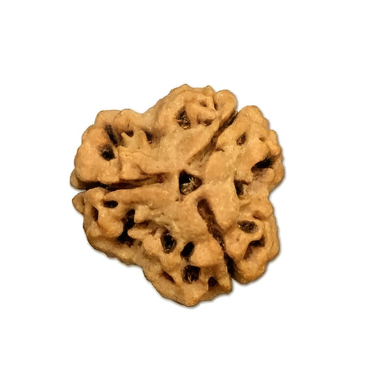 3 Mukhi Nepal Rudraksha Large