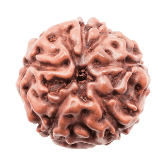 5 Mukhi Indonesian Rudraksha Small