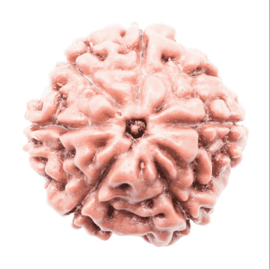 6 Mukhi Indonesian Rudraksha Large