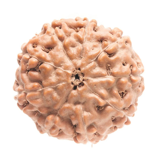 9 Mukhi Indonesian Rudraksha Medium